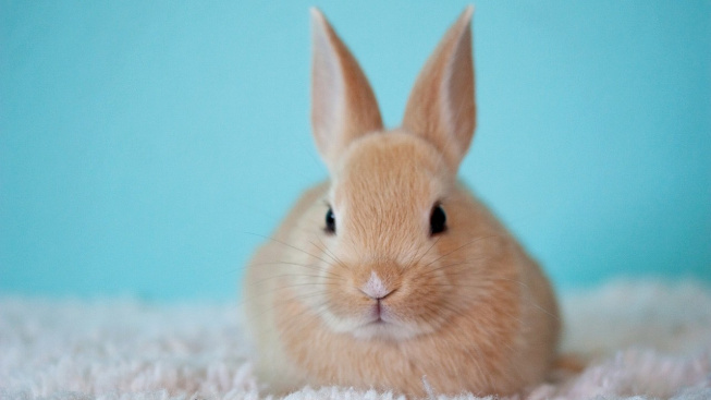 Co je potřeba vědět před pořízením králíka