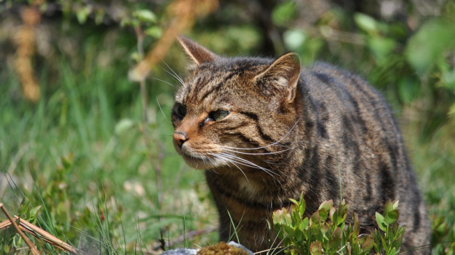Kočka divoká dostala ve Skotsku naději před vyhynutím. Ochránci je vypouštějí do přírody
