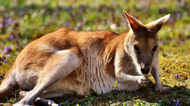 ÚCHVATNÍ BÝLOŽRAVCI Z AUSTRÁLIE! Jak dlouho už klokani dovádí v Austrálii?