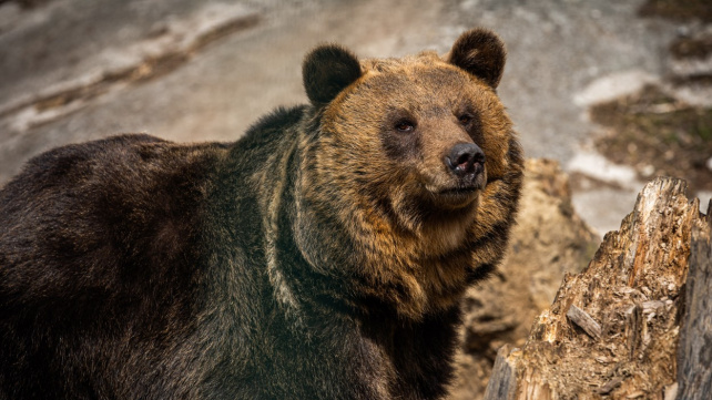 V zoo ve slovenských Bojnicích medvědi testují kontejnery na odpadky