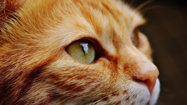 Kočky preferují vizuální komunikaci s lidmi před hlasovou, potvrzuje nová studie
