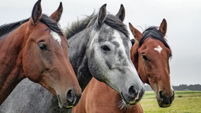 Koně žijící ve stádu rozumí lidem líp, než ti z individuálních chovů