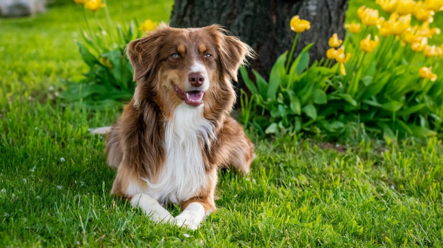 PEJSKOVÉ MOHOU TAKÉ MALOVAT! Tenhle úžasný pes se stal malířem!