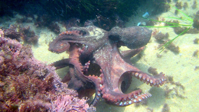 Chobotnicím se zřejmě zdají sny. Pilují během nich změny barvy kůže