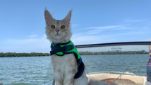Kočičí námořník