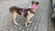 Bambi, fena s ránou na krku