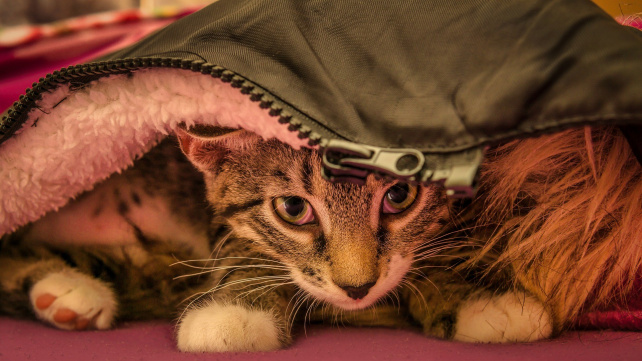 Úzkostným kočkám může pomoci rutina