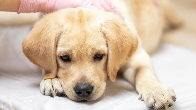 Průjem u psa - nejčastější příčiny a léčba