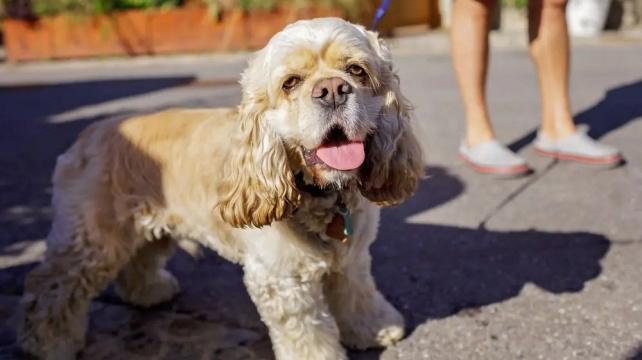 Kdy je na procházku se psem příliš horko?