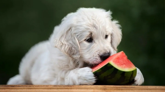 MELOUN PRO PSA! Může pes jíst meloun?