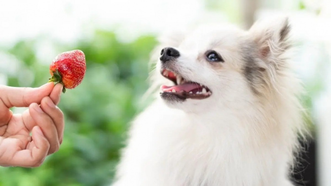 JAHODY PRO PEJSKY: Mohou psi jíst jahody jako svačinu?