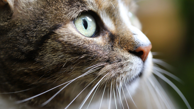 Základní pravidla pro výcvik s kočičí toaletou