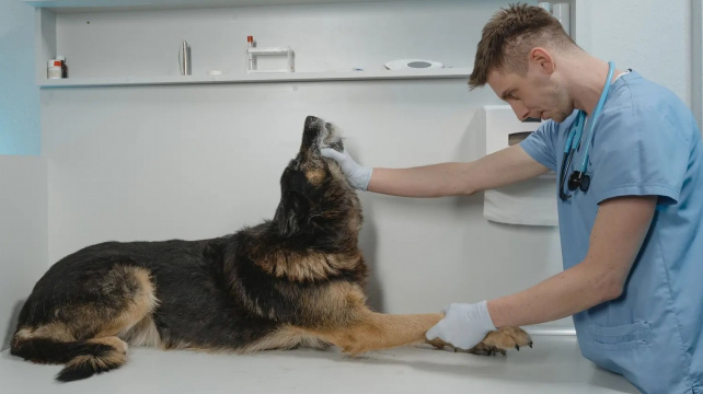 Proč byste neměli vynechávat každoroční návštěvu veterináře?