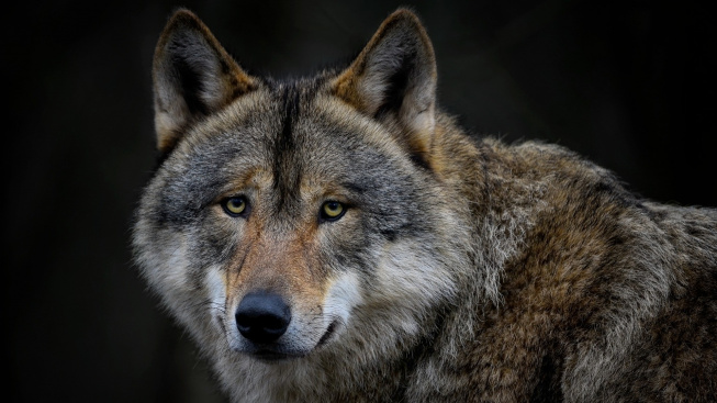 Vlci dokáží rozpoznat známé hlasy stejně jako psi