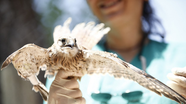Španělská zvířecí nemocnice ošetřuje ptáčata zasažená horkem