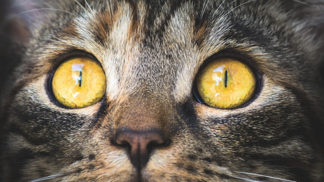 Kočičí oči odhalí zdravotní problémy. Pozor na rezavé slzy