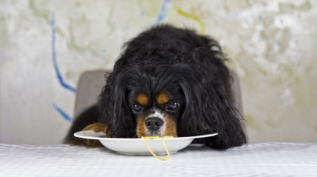 Mohou psi jíst těstoviny?