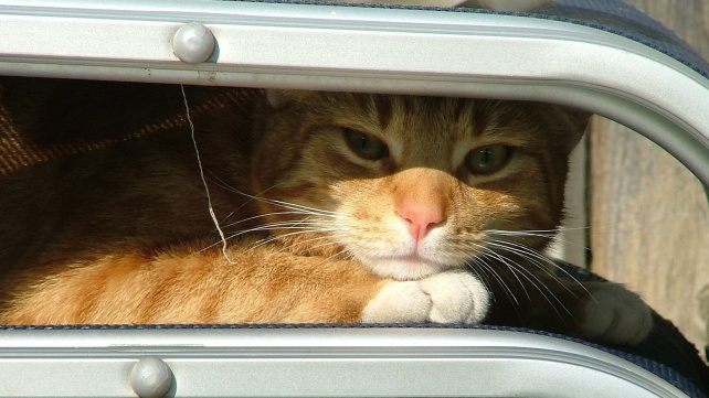 Mohou se kočky na slunci spálit?