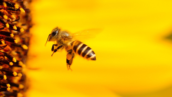 Včely jsou při výběru květin konzervativní, říká studie