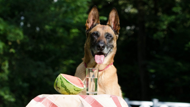 Tipy na dobroty pro piknik se psy