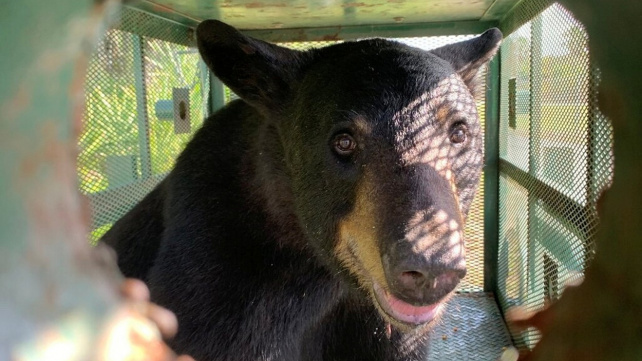 Po zavazadlovém prostoru letadla pobíhal medvěd. Zpozdil let z Dubaje