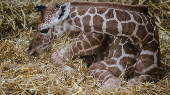 Je těžké naučit se být žirafou! Jak se spí s dlouhým krkem?