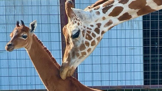 V zoo v Tennessee se narodila žirafa bez skvrn, je zřejmě jediná na světě
