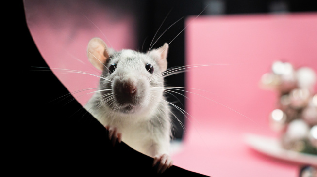 Vědce zajímá hravé chování zvířat. Proto lechtají potkany