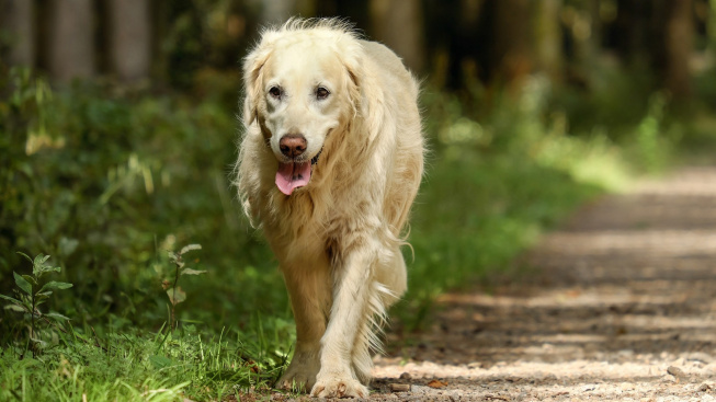 Chodí váš pes pomalu? Může za tím být počínající stařecká demence