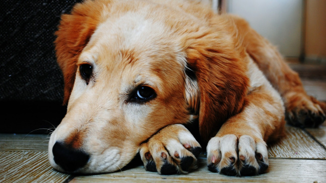 Salmonelóza u psů: Méně častá, ale stejně nebezpečná jako u lidí