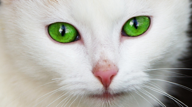Kočičí nos nejspíš funguje jako výkonný chromatograf