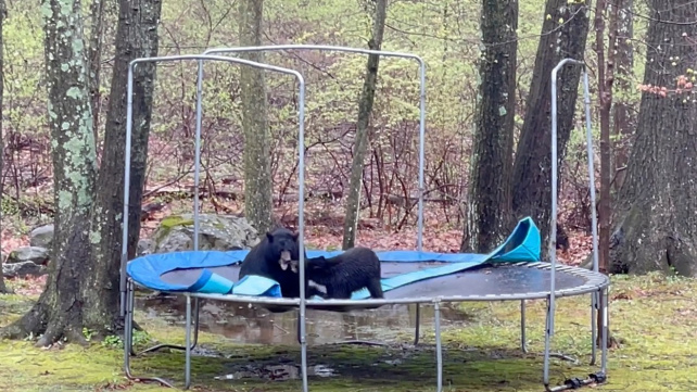 Medvědi vzali mláďata za zábavou. Skotačili na trampolíně