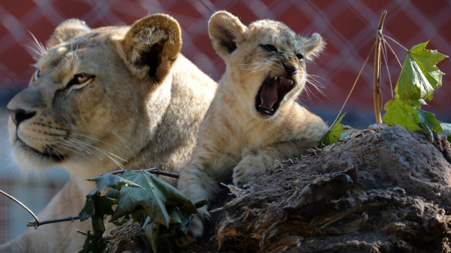 V plzeňské zoo se narodila čtyřčata vzácných lvů berberských