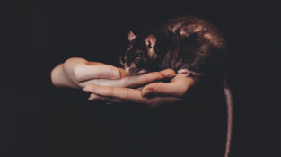 Nekróza ocasu u potkanů a dalších hlodavců