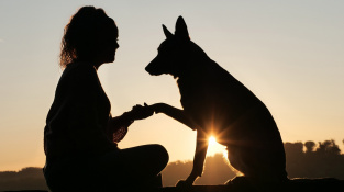 Lidé a psi vnímají gesta obdobně, jejich mozky jsou na sebe dokonale naladěné