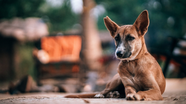 Studie ukazuje, že psi poskytují bezdomovcům výraznou psychickou podporu