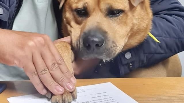 Radnice portugalské obce zaměstnala psa. Má rozdávat lásku a hlídat majetek