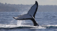 K vymizení velryb z evropských vod přispěli středověcí velrybáři, uvádí studie