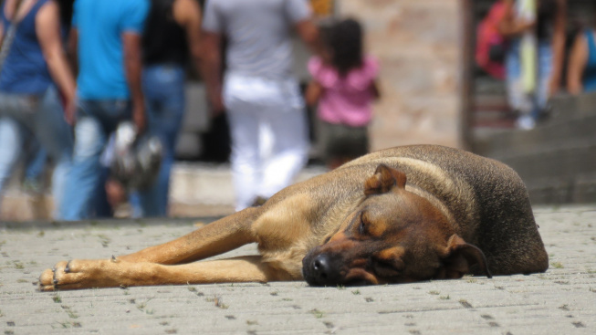 Pouliční psi rozeznávají výrazy lidské tváře stejně dobře jako domácí mazlíčci