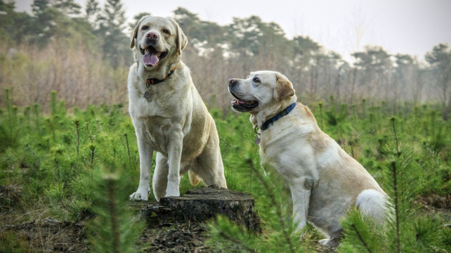 Psí schopnost učit se pozorováním lidí se mezi plemeny liší
