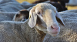 Stádo ovcí v Řecku spáslo přes 270 kilogramů konopí, skákaly výše než kozy