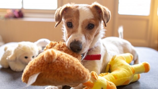 Tipy na hračky, které vaše domácí mazlíčky zaručeně zabaví