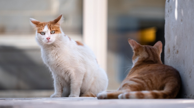 Kastrování domácích koček má měřitelný vliv na jejich pouliční populaci