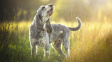 Nivernaisský hrubosrstý honič: Potomek „šedých psů svatého Ludvíka“