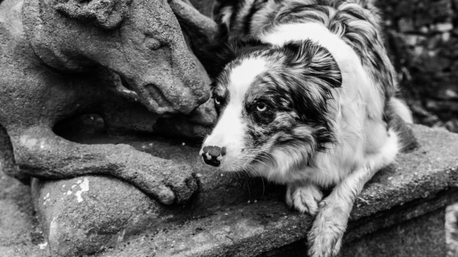Seznamte se s nejzcestovalejším psem v Česku. Má na kontě 40 tisíc kilometrů
