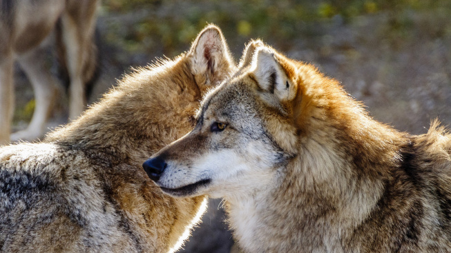 Psi i vlci si dokáží dobře zapamatovat, kam člověk schoval jídlo
