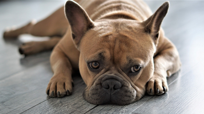 Studie naznačuje silná spojení mezi respiračními a trávicími poruchami psů