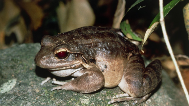 Obří žába na ostrově Dominika platila za pochoutku, teď je blízko vyhynutí