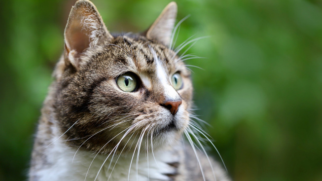 Domácí kočky používají při komunikaci s jinými kočkami stovky výrazů tváře
