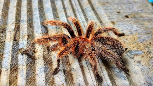 Tarantule způsobila dopravní nehodu